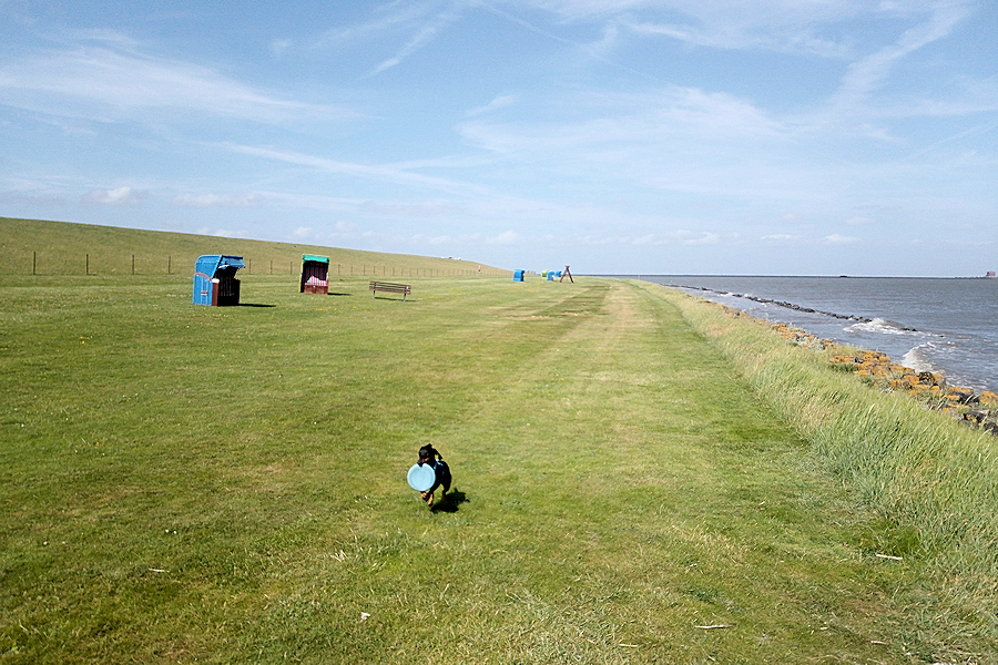 Gustav am Hundestrand