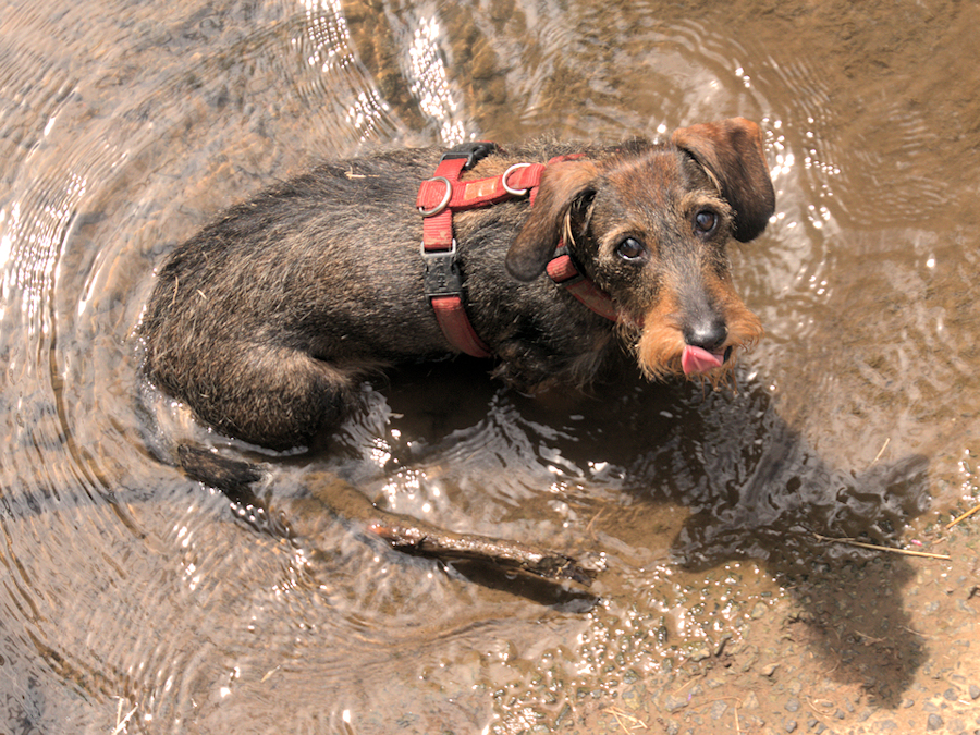 Frieda im Wasser