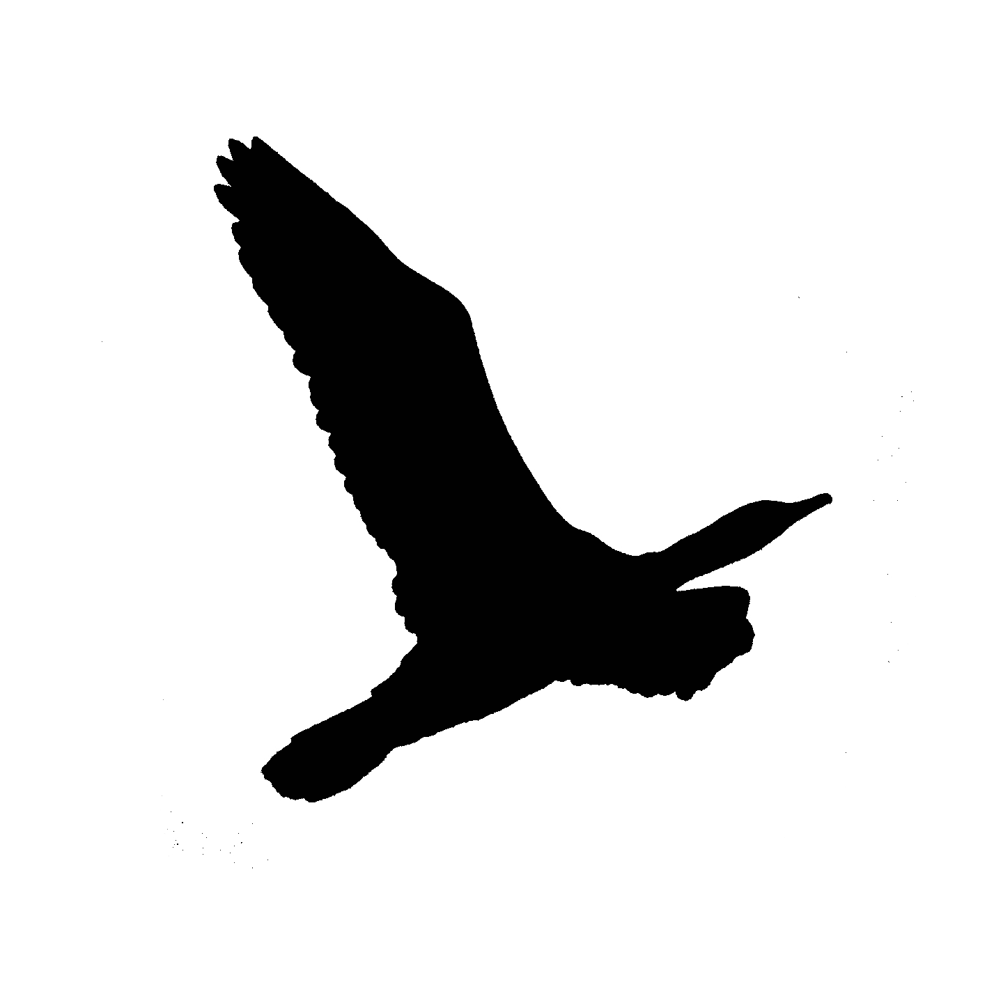 Kormoran