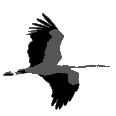 Storch